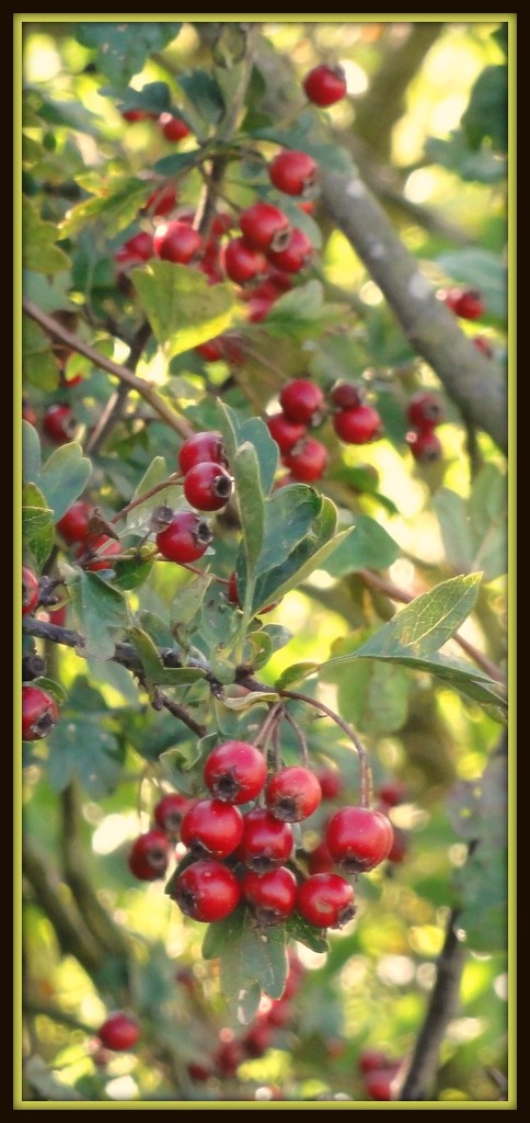 Berries galore !  by beryl