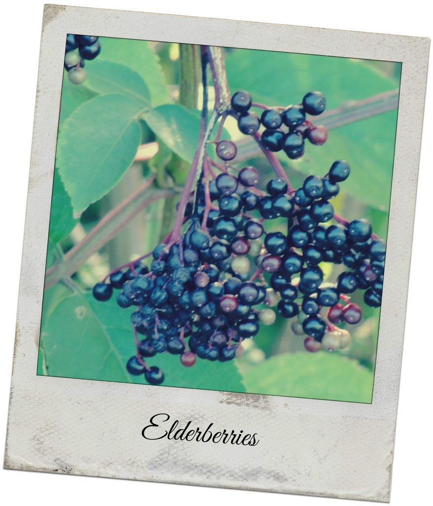  Elderberries  by beryl