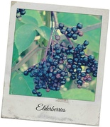 11th Sep 2014 -  Elderberries 