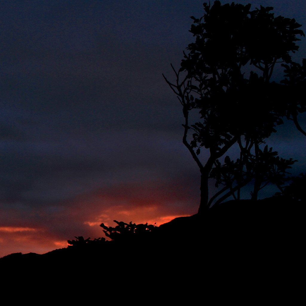 Silhouette trees by kiwinanna