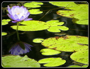 11th Sep 2014 - Waterlily
