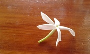 11th Sep 2014 - Tiny flower