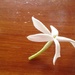 Tiny flower by rosiekind