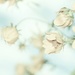 Faded Wildflowers by lynnz