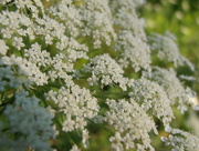 11th Sep 2014 - Queen Anne's Lace