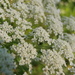 Queen Anne's Lace by julie