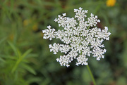 10th Sep 2014 - Queen Anne's Lace