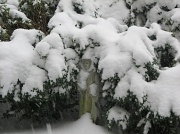 30th Jan 2010 - Saint Francis in the snow