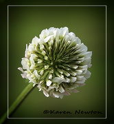 11th Sep 2014 - Beauty in a clover