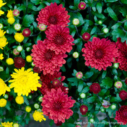 11th Sep 2014 - Here come the mums!