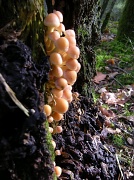 19th Oct 2010 - Treasures of the forest