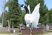 22nd Aug 2014 - This is the very Famous WaWa Goose. In WaWA Ontario.