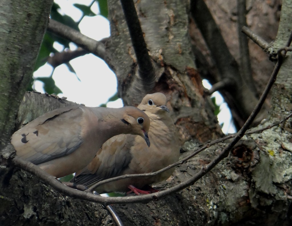 Two Mourning Doves by annepann