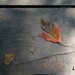 Leaves by annepann