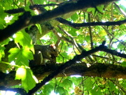 11th Sep 2014 - In The Tree