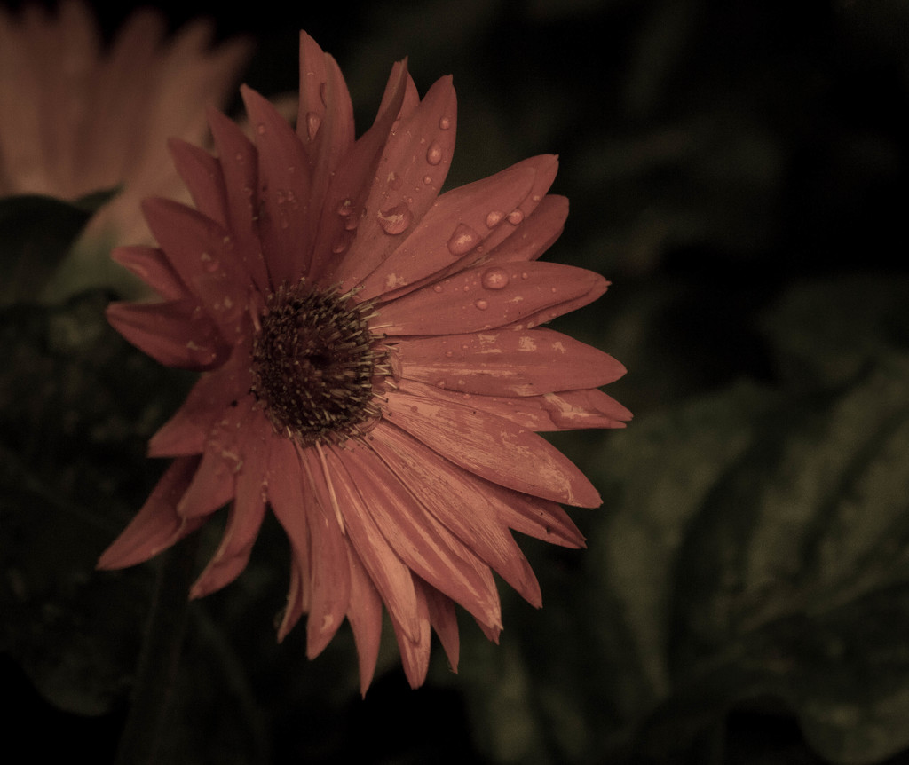 Gerbera by shesnapped