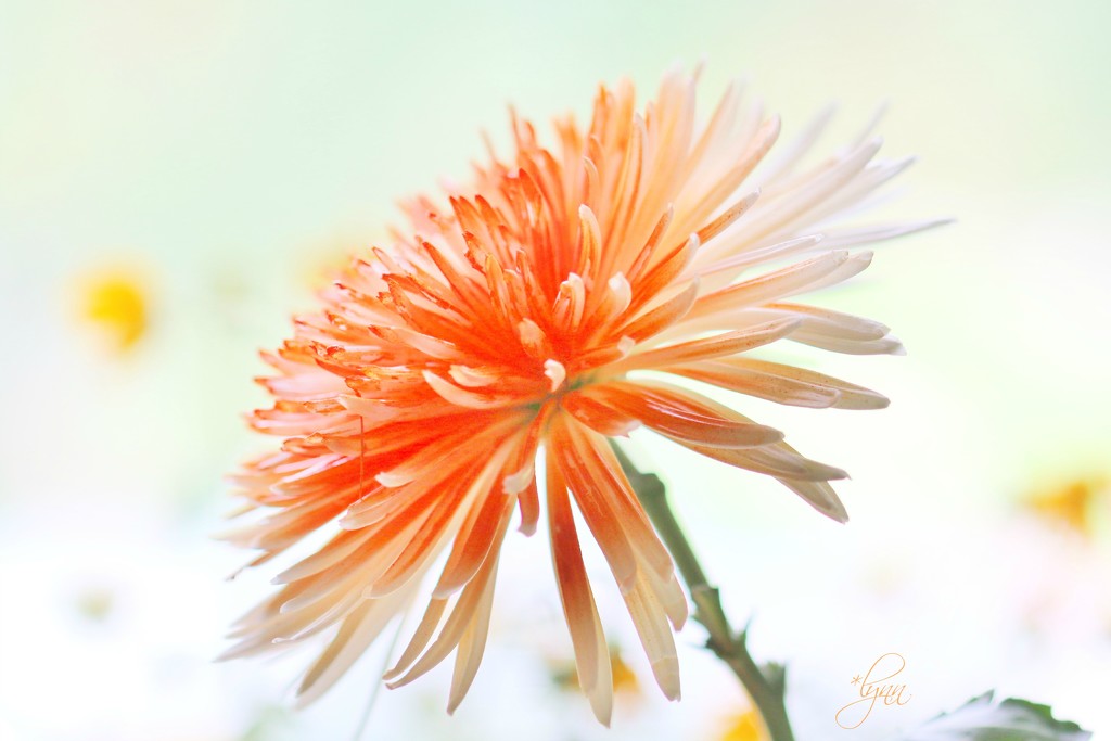 Chrysanthemum by lynnz