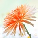 Chrysanthemum by lynnz