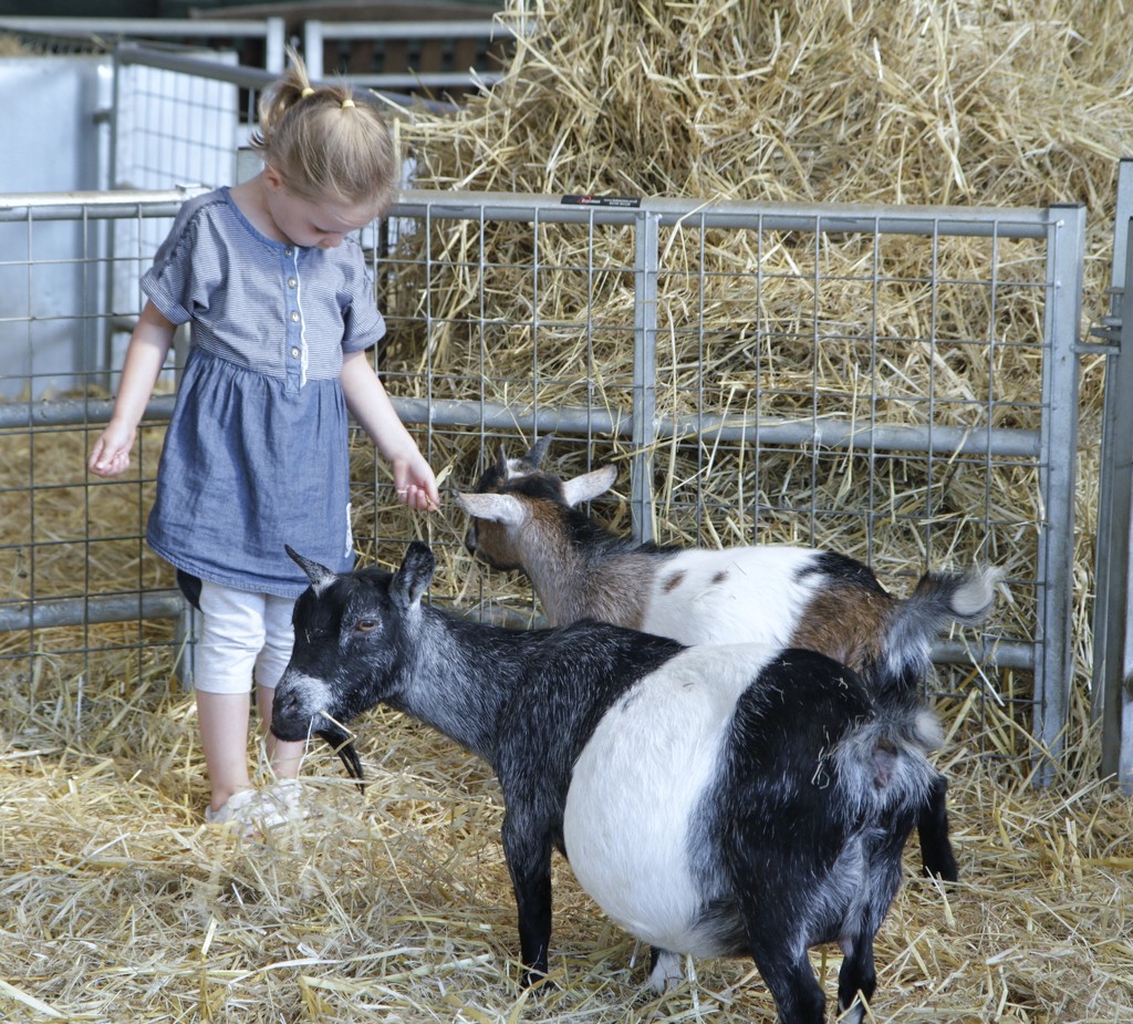 Evie with goats..... by anne2013