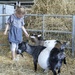 Evie with goats..... by anne2013