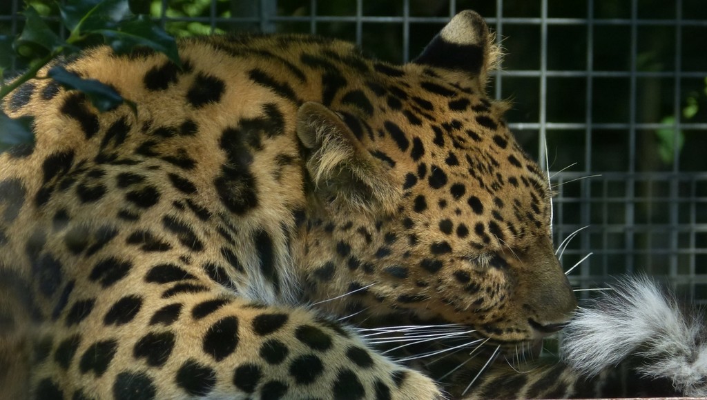 the tale of an Amur leopard cub by quietpurplehaze
