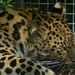 the tale of an Amur leopard cub by quietpurplehaze