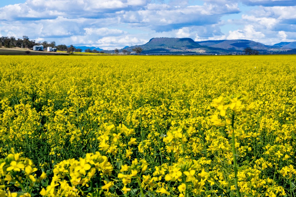 Canola Field on the Darling Downs by bella_ss