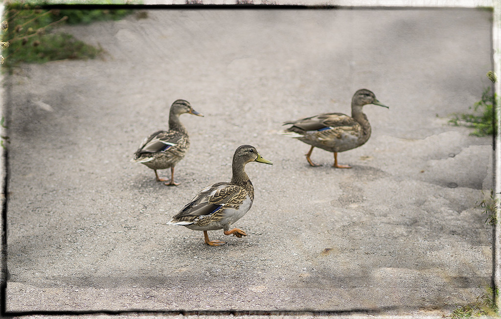 Duck Crossing by gardencat