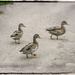 Duck Crossing by gardencat
