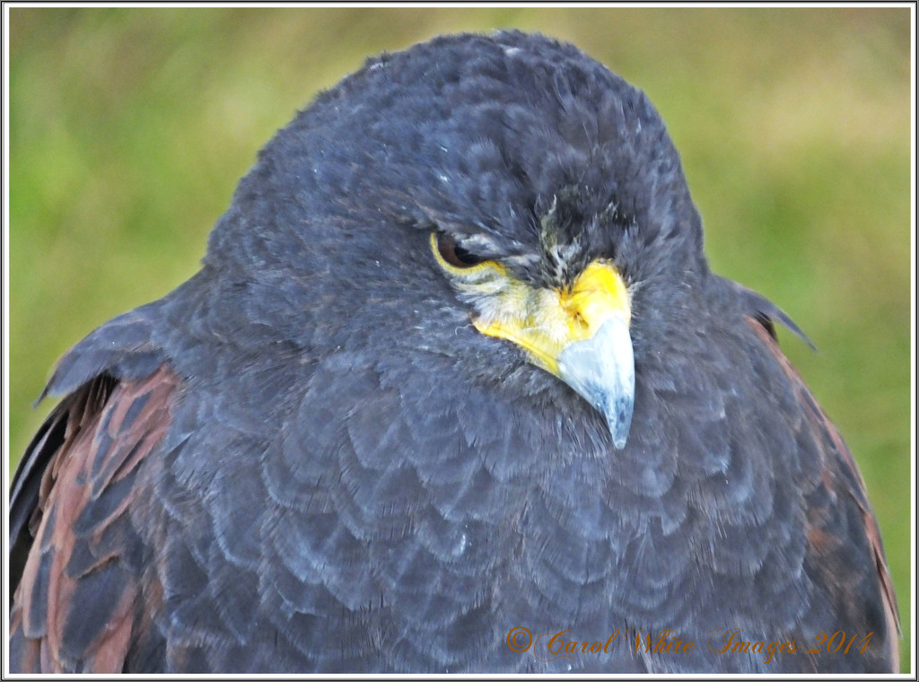 Grumpy Bird by carolmw