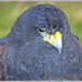 Grumpy Bird by carolmw