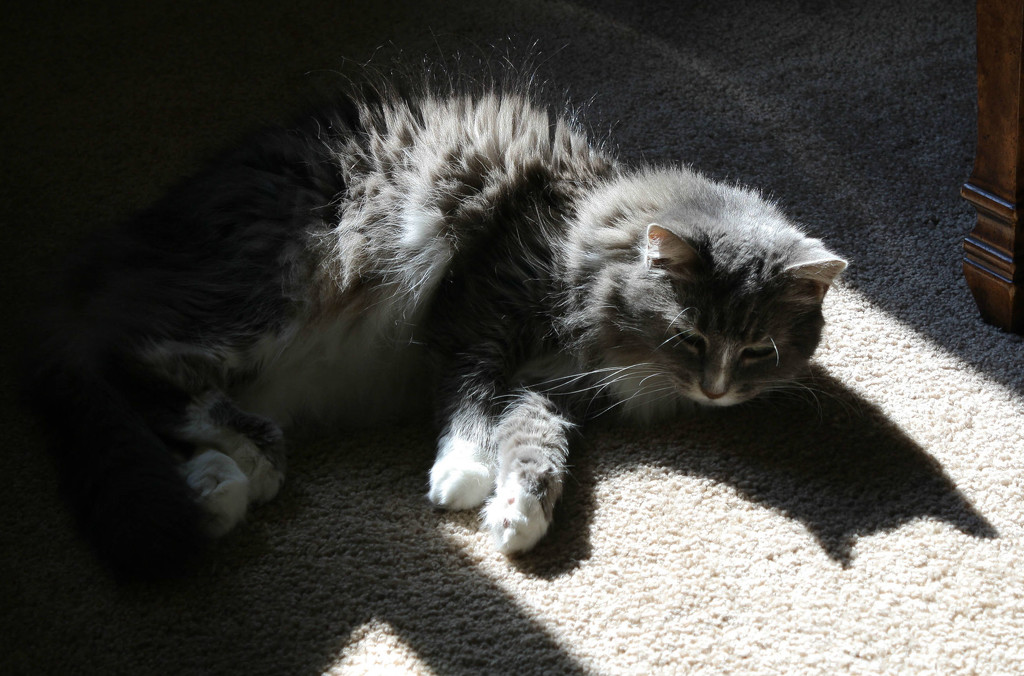 She found a sun spot by mittens