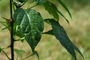 12th Sep 2014 - Green pepper plant leaves
