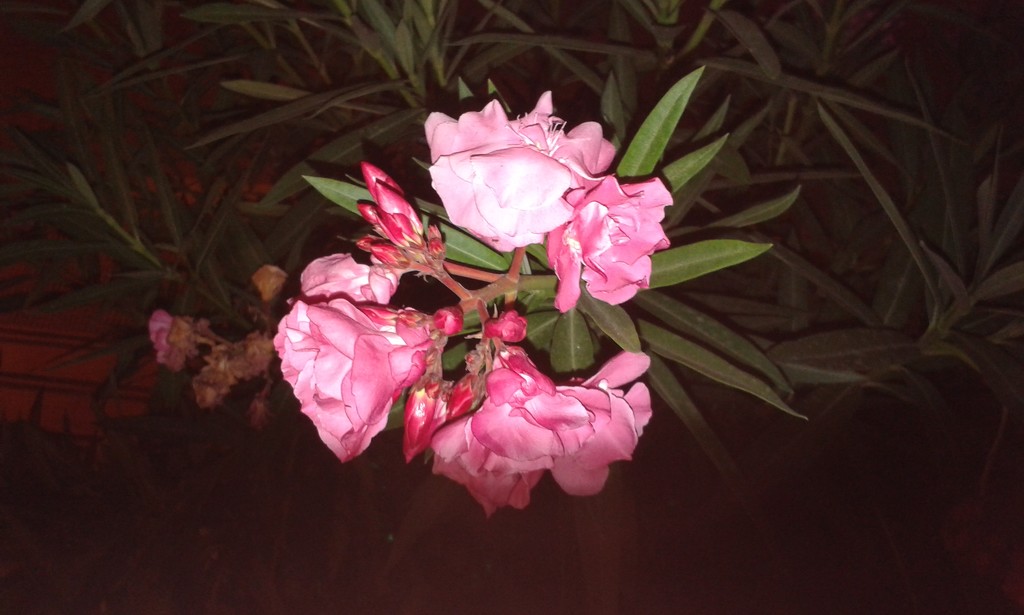 Another pretty flower by rosiekind