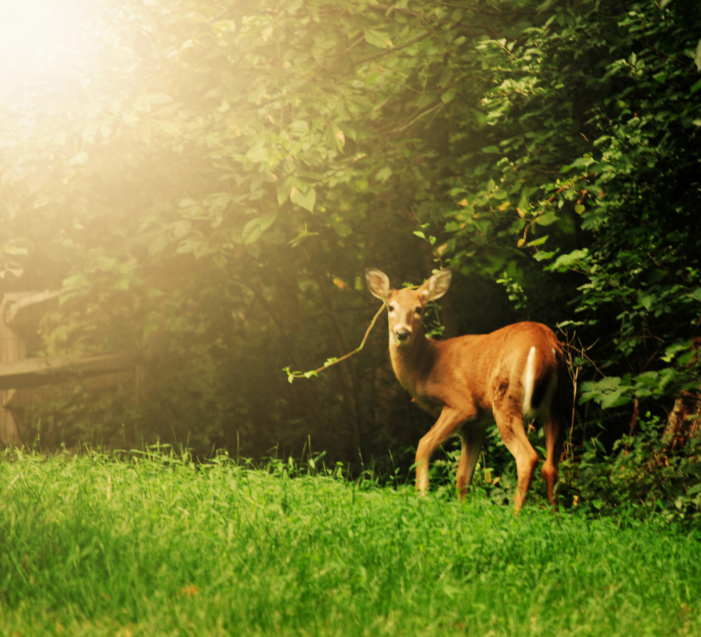 The Yearling by alophoto