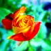 Crveno-žuta ruža by vesna0210