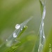 Dew Drops by lynne5477