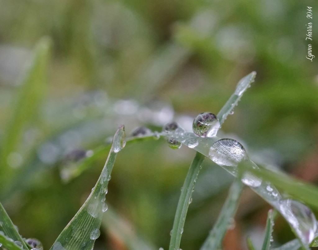 Dew Drops II by lynne5477