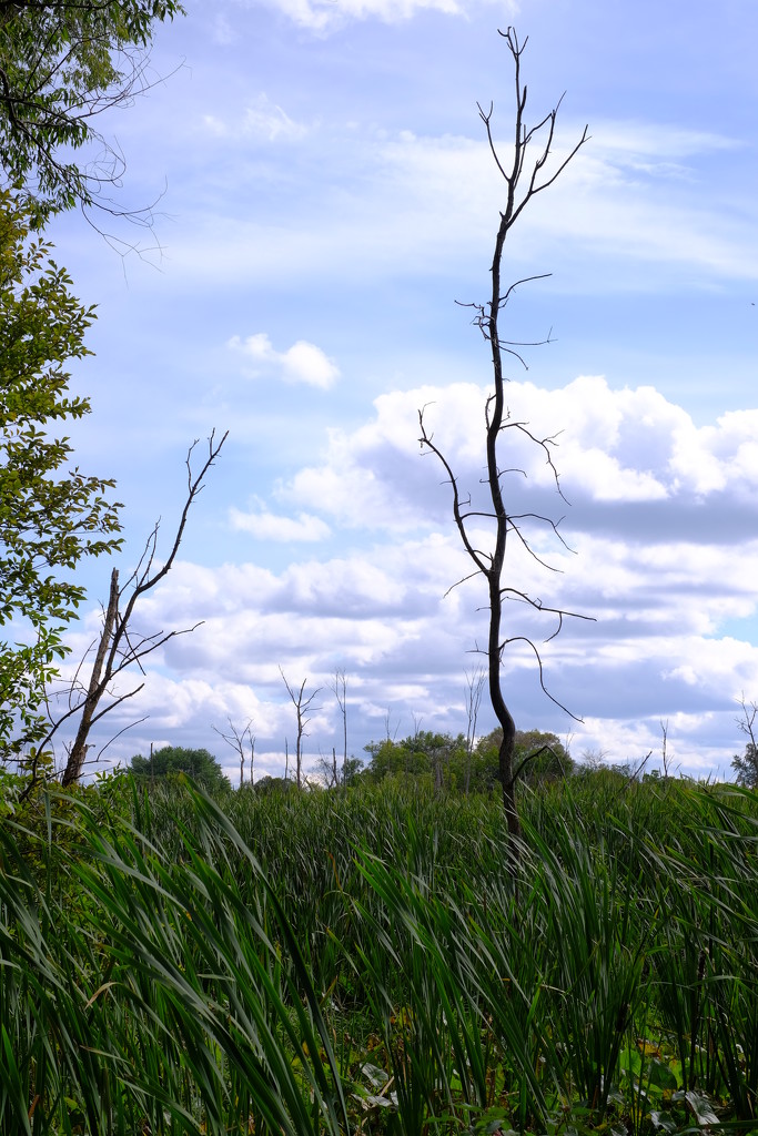 NF-SOOC-September Bulrushes, trees and clouds by tosee