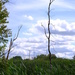 NF-SOOC-September Bulrushes, trees and clouds by tosee