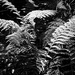 Ferns by tosee