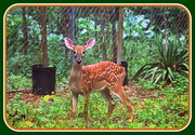 13th Sep 2014 - Fawn In the back yard