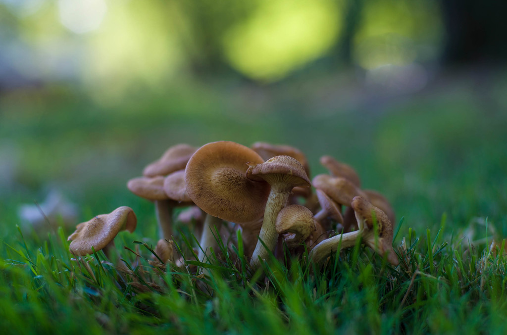 Mushrooms return by loweygrace