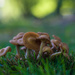 Mushrooms return by loweygrace