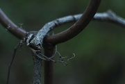 12th Sep 2014 - Vines and Rust