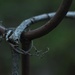 Vines and Rust by mzzhope