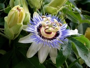 12th Sep 2014 - Blue-Crown Passionflower