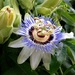 Blue-Crown Passionflower by khawbecker