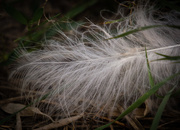 12th Sep 2014 - Found a feather