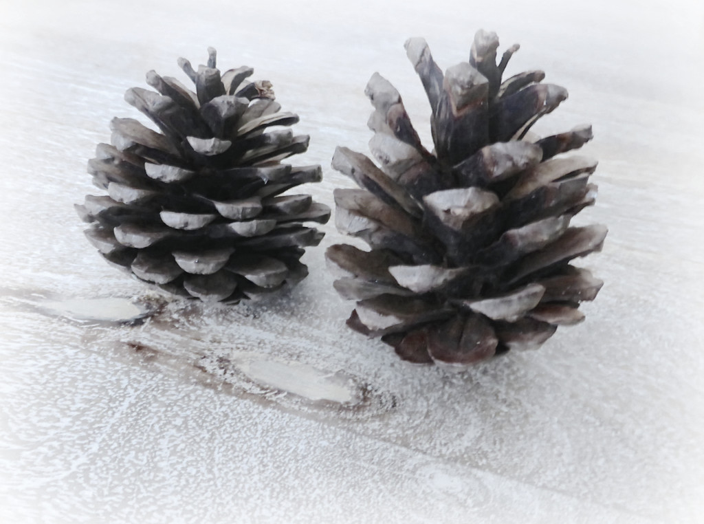 Pine Cones by kjarn